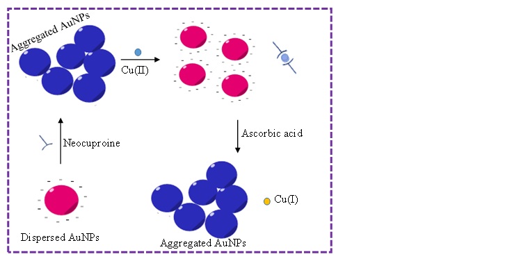 طراحی یک نانوحسگر برای Cu(II) و آسکوربیک اسید بر اساس نانوذرات طلا 